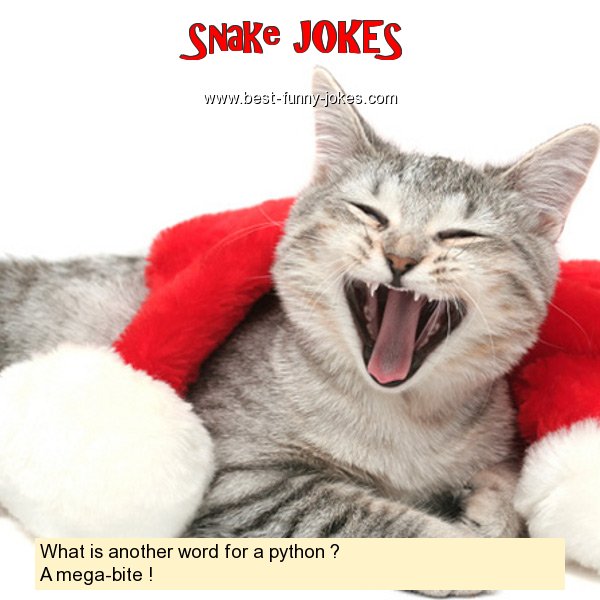 Snake Jokes What Is Another Word 